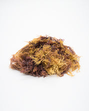 70 GR - Purple Seamoss - Zanzibar