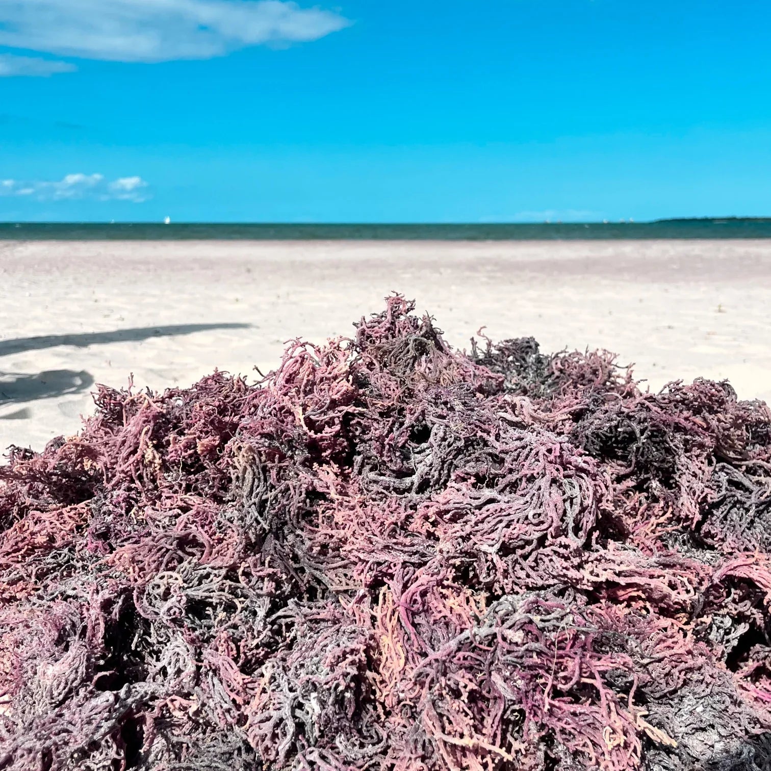 Gedroogde Sea Moss