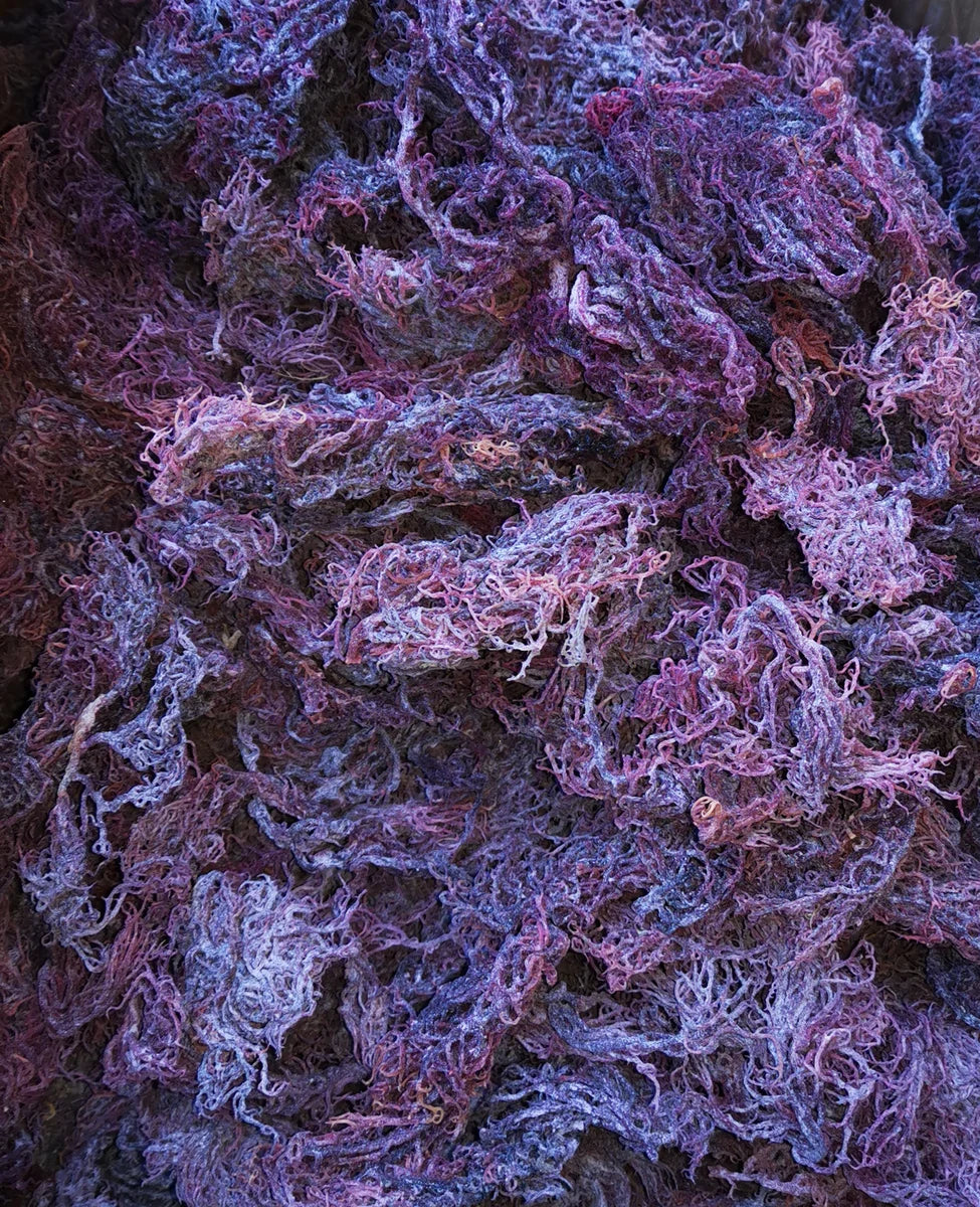 Wholesale Seamoss - Purple - Zanzibar